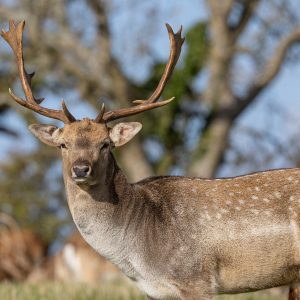 Tenby Deer Park Family Attraction Pembrokeshire 023