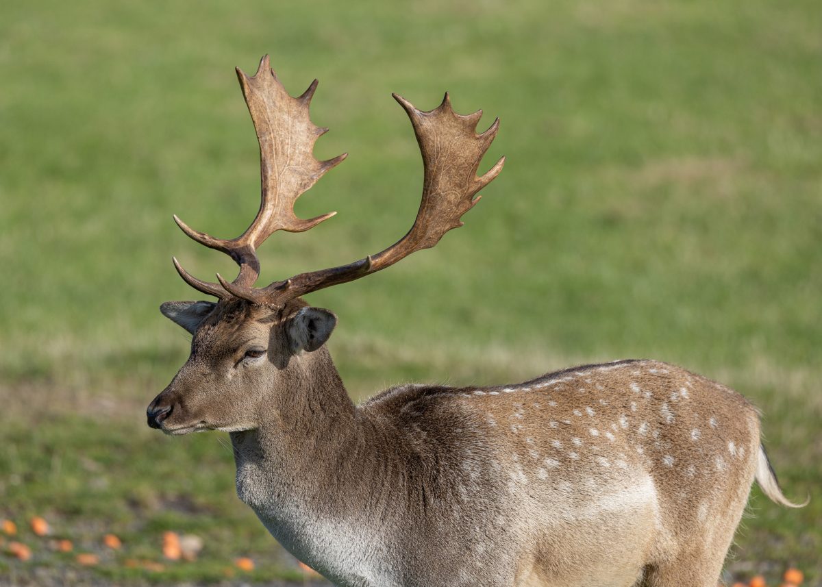 Tenby Deer Park Family Attraction Pembrokeshire 028