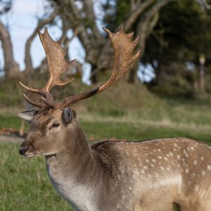 Tenby Deer Park Family Attraction Pembrokeshire 038