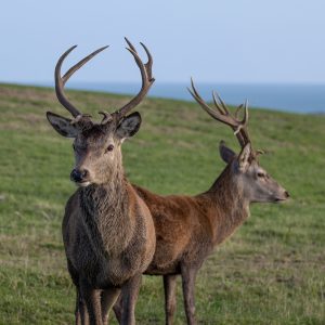 Tenby Deer Park Family Attraction Pembrokeshire 040
