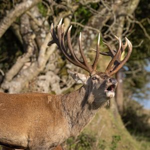 Tenby Deer Park Family Attraction Pembrokeshire 059