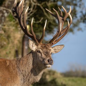 Tenby Deer Park Family Attraction Pembrokeshire 060