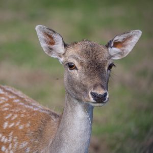Tenby Deer Park Family Attraction Pembrokeshire 072