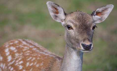 Tenby Deer Park Family Attraction Pembrokeshire 072 aspect ratio 475 290