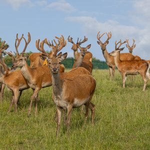 Deer Park Shoot 0001st June 0023 Large HR 0021 scaled