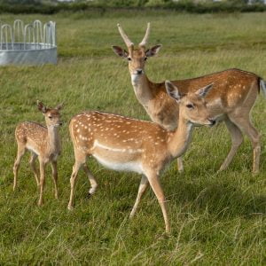 Deer Park Shoot 0001st June 0023 Large HR 0023 scaled