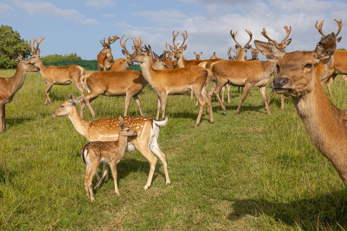 Deer Park Shoot 0001st June 0023 Large HR 0026 scaled