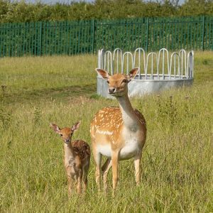 Deer Park Shoot 0001st June 0023 Large HR 0027