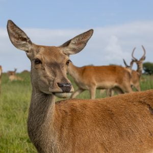 Deer Park Shoot 0001st June 0023 Large HR 0030 scaled