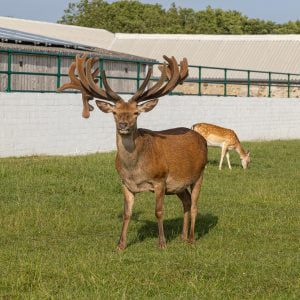 Deer Park Shoot 0001st June 0023 Large HR 0040