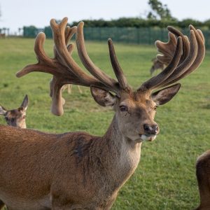 Deer Park Shoot 0001st June 0023 Large HR 0050 scaled