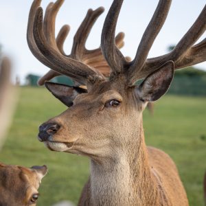 Deer Park Shoot 0001st June 0023 Large HR 0054 scaled