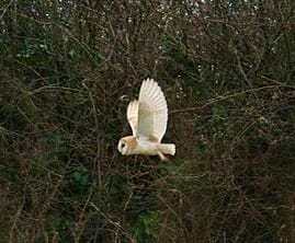 owl 3