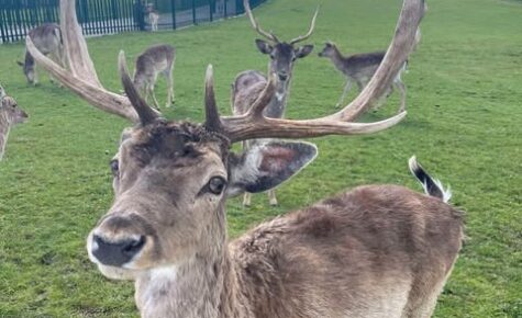 490776213 1486877616052666 2287093424065053453 n aspect ratio 475 290