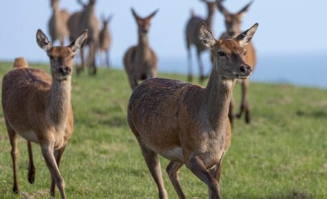 Tenby Deer Park Family Attraction Pembrokeshire 047 aspect ratio 475 290