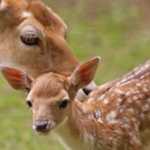 deer young 3