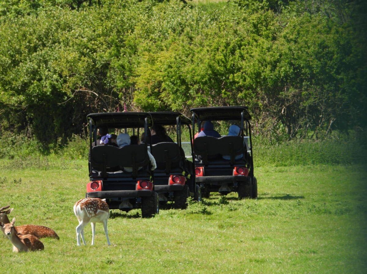 Buggies